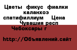 Цветы (фикус, фиалки, каланхоэ, спатифиллиум) › Цена ­ 30 - Чувашия респ., Чебоксары г.  »    